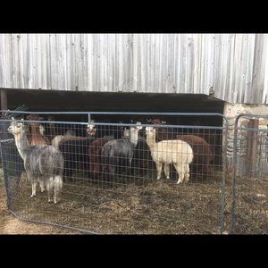 Meet your Posher, Reyna